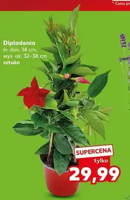 Kaufland Dipladenia śr. don. 14cm wys. ok. 32-38cm oferta