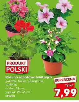 Kaufland Roślina rabatowa kwitnąca goździk śr. don. 12cm wys. ok. 28-35cm oferta