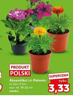 Kaufland Aksamitka śr. don. 9cm wys. ok. 18-22cm oferta