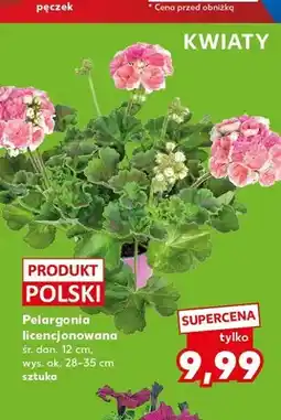 Kaufland Pelargonia licencjonowana śr. don. 12cm wys. ok. 28-35cm oferta