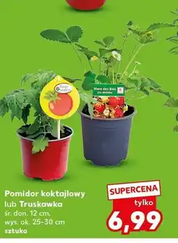Kaufland Pomidor koktajlowy śr. don. 12cm wys. ok. 25-30cm oferta