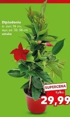 Kaufland Dipladenia śr. don. 14 cm, wys. ok. 32-38 cm oferta