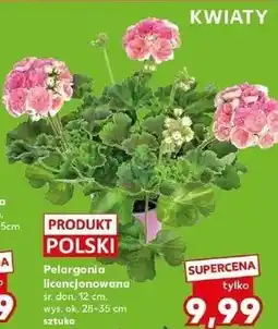 Kaufland Pelargonia licencjonowana śr. don. 12 cm, wys. ok. 28-35 cm oferta