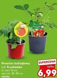 Kaufland Pomidor koktajlowy lub Truskawka śr. don. 12 cm, wys. ok. 25-30 cm oferta