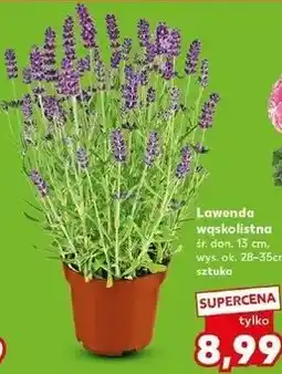 Kaufland Lawenda wąskolistna śr. don. 13 cm, wys. ok. 28-35cm oferta
