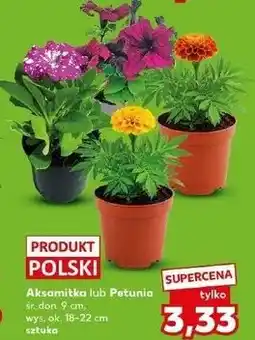 Kaufland Aksamitka lub Petunia śr. don. 9 cm, wys. ok. 18-22 cm oferta
