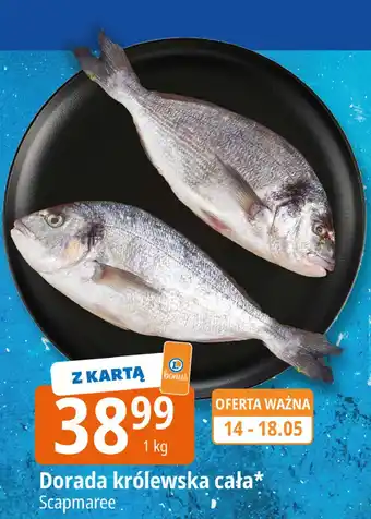 E.Leclerc Dorada Scapmaree oferta