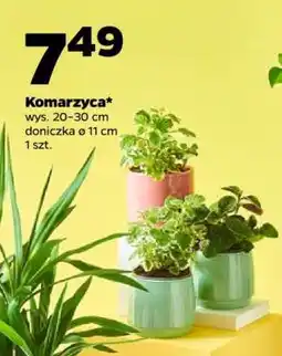 Netto Komarzyca oferta