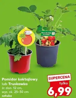 Kaufland Pomidor koktajlowy lub Truskawka oferta