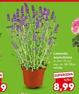 Kaufland Lawenda wąskolistna oferta