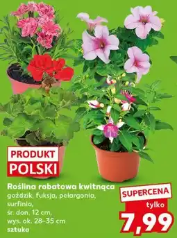 Kaufland Roślina rabatowa kwitnąca oferta