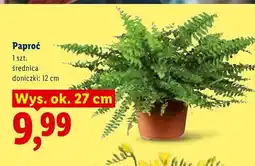 Lidl Paproć oferta
