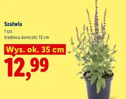 Lidl Szałwia oferta