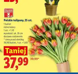 Lidl Polskie tulipany 25-pak oferta