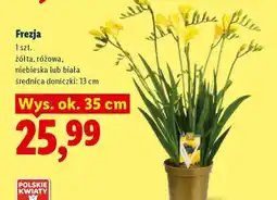 Lidl Frezja oferta