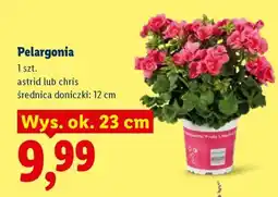 Lidl Pelargonia oferta