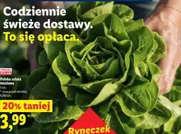 Lidl Polska sałata masłowa oferta