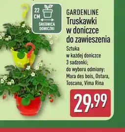 ALDI Truskawki w doniczce do zawieszenia GARDENLINE Mara des bois oferta