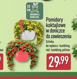 ALDI Pomidory koktajlowe w doniczce do zawieszenia tumbling red oferta