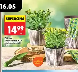 Biedronka Krzew Trzmielina XL średnica doniczki 13cm oferta