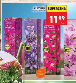 Biedronka Clematis Star of India oferta