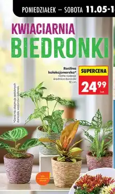 Biedronka Roślina kolekcjonerska średnica doniczki 12cm oferta