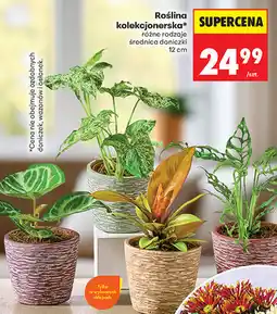 Biedronka Roślina kolekcjonerska oferta