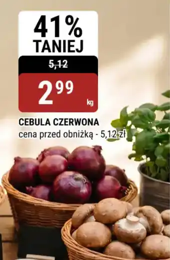 bi1 Cebula czerwona oferta