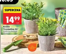 Biedronka Krzew Trzmielina XL oferta