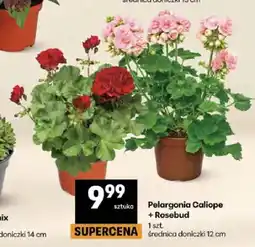 Delikatesy Centrum Pelargonia Caliope + Rosebud średnica doniczki 12cm oferta