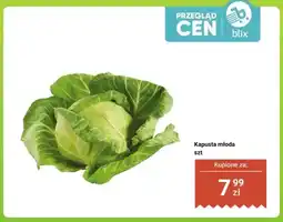 Dino Kapusta młoda oferta