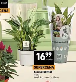Delikatesy Centrum Skrzydłokwiat średnica doniczki 13cm oferta