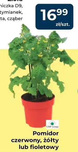 Mrówka Pomidory oferta