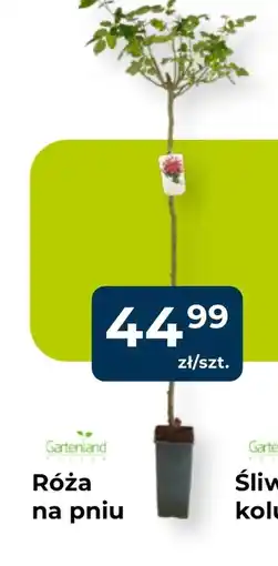 Mrówka Róża Gartenland oferta