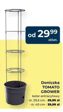 Mrówka Doniczka oferta