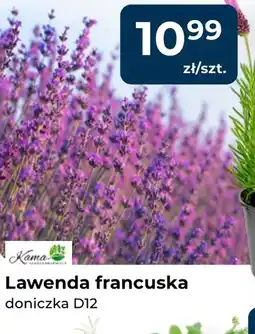 Mrówka Lawenda Kama oferta