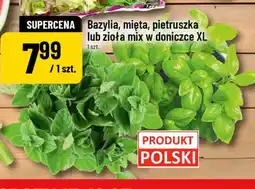 Polomarket Bazylia w doniczce XL polska oferta