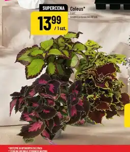 Polomarket Coleus średnica doniczki 12cm oferta