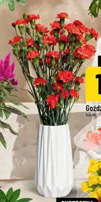Polomarket Goździki oferta