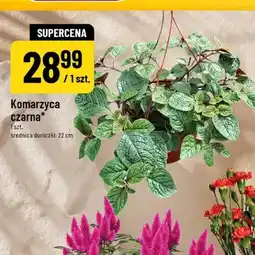 Polomarket Komarzyca czarna oferta