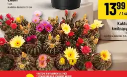 Polomarket Kaktus kwitnący oferta