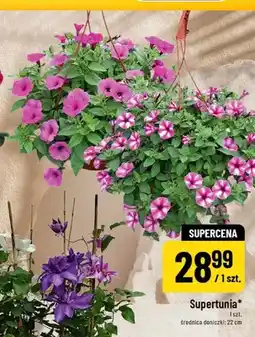 Polomarket Supertunia średnica doniczki 22cm oferta