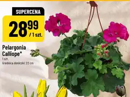 Polomarket Pelargonia Calliope oferta