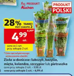Auchan Zioła w doniczce lubczyk oferta