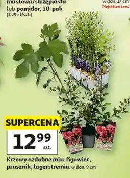 Auchan Krzew ozdobny figowiec w don. 9cm oferta