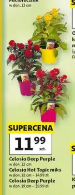 Auchan Celosia Deep Purple w don. 12cm oferta