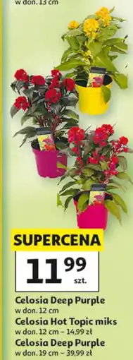 Auchan Celosia Deep Purple oferta