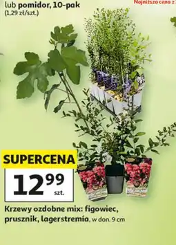 Auchan Krzewy ozdobne mix: figowiec, prusznik, lagerstremia oferta