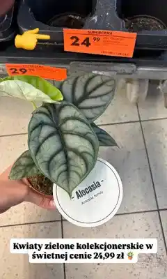 Biedronka Kwiaty zielone mix kolekcjonerski Alocasia oferta