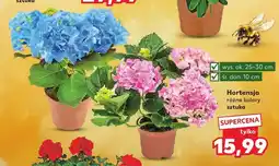 Kaufland Hortensja wys. ok. 25-30cm śr. don. 10cm oferta